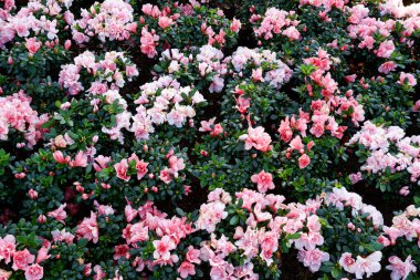 pembe açelya Çiçek Bahçe