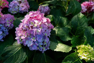 Taze mavi ortanca açan çiçekler.