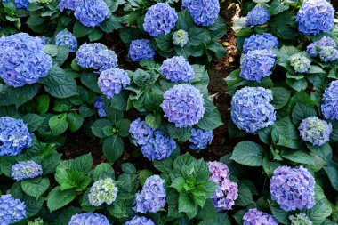 Taze mavi ortanca açan çiçekler.