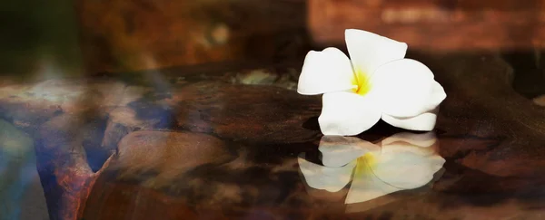 Glazen tafel bloem van Plumeria frangipani geplukt Rechtenvrije Stockafbeeldingen