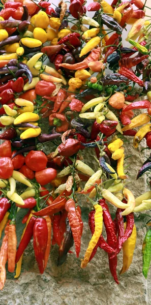 Frisch und trocken aufgereihte bunte Paprika — Stockfoto