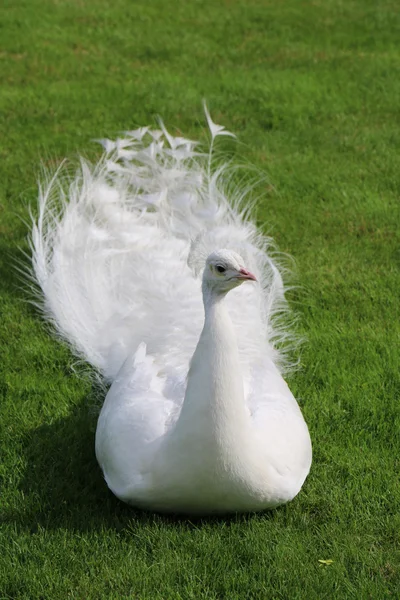 White peacock lies on short cut green grass — 스톡 사진