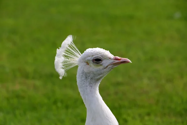 Profile of white peacock — Φωτογραφία Αρχείου