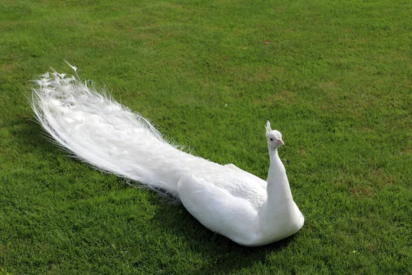 Weißer Pfau — Stockfoto