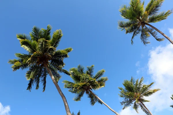 Ser upp till palm treor — Stockfoto