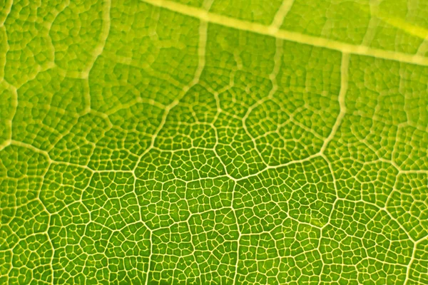 Struktura Zielonych Liści Makro — Zdjęcie stockowe