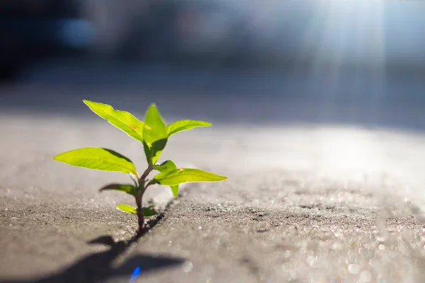 Germoglio Verde Tra Cemento Cresciuto Estende Sole — Foto Stock