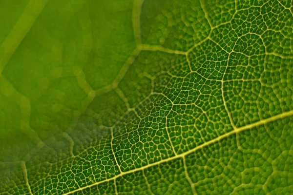 Struktura Zelených Listů Objemu Měkkým Ostřením Rozmazané — Stock fotografie
