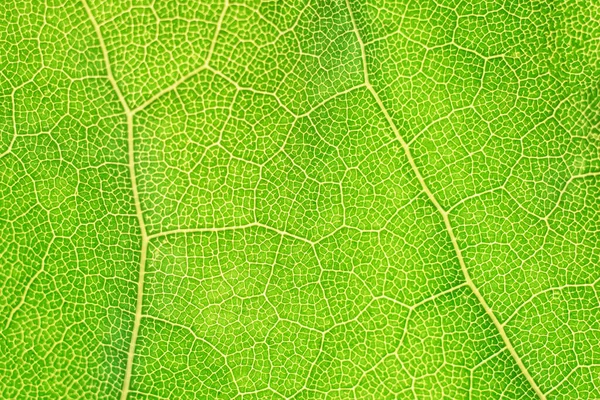 Текстура Структури Натурального Зеленого Листя — стокове фото