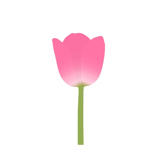 Vector de tulipanes sobre fondo blanco — Vector de stock