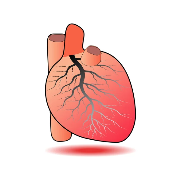 Вектор человеческого сердца — стоковый вектор