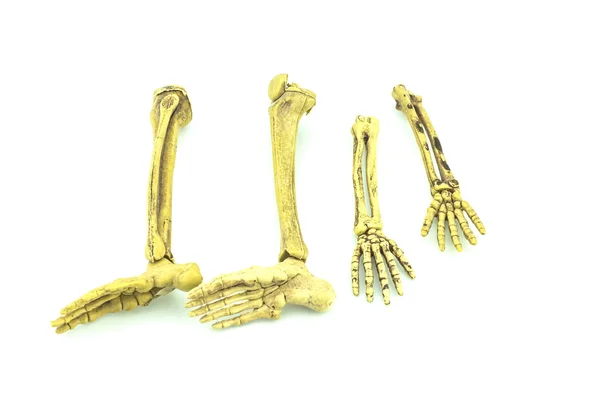 Людський скелет ізольований на білому тлі — стокове фото