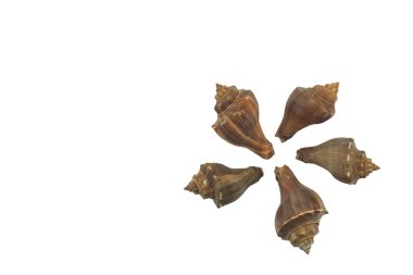 kabuk beyaz arkaplanda izole