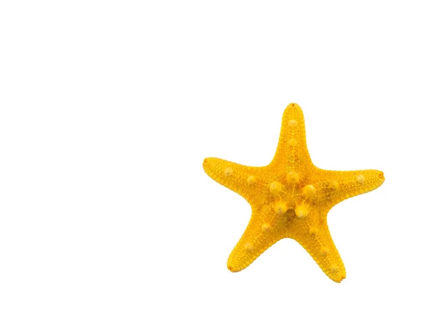 Estrella de mar aislada sobre fondo blanco —  Fotos de Stock