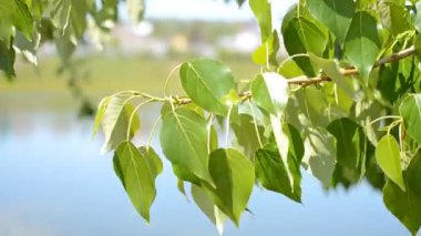 rüzgarda yapraklar sways