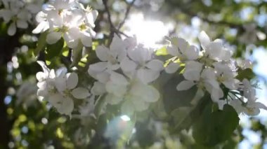 güneşli bir gün bir elma ağacı çiçeği.