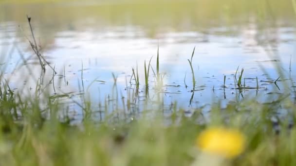 Wasser plätschert auf der Wasseroberfläche — Stockvideo