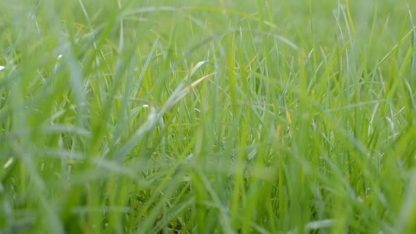 Greener grass on the ground — Stock Video