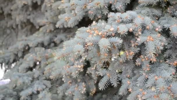 Spruce branch in the foreground — Stock Video