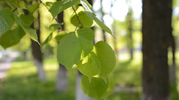 Foliage sways in the wind — Stock Video