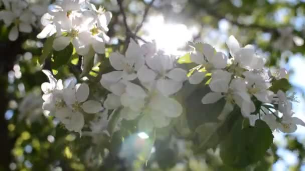Ηλιόλουστη μέρα ένα μήλο δέντρο στα λουλούδια — Αρχείο Βίντεο