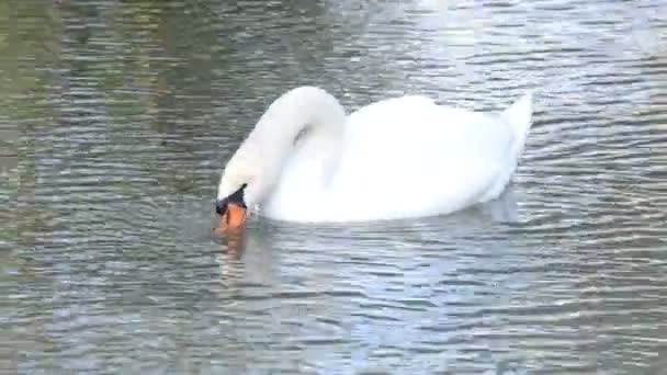cygnes blancs sur l'eau