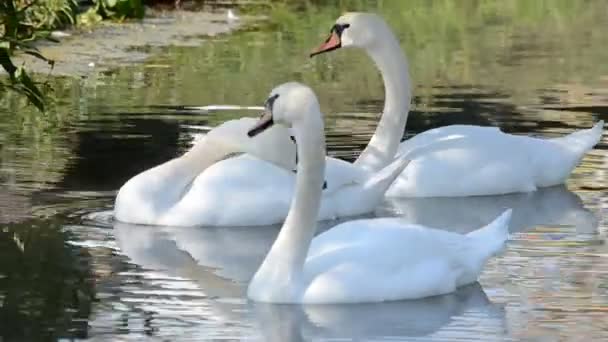cygnes blancs sur l'eau