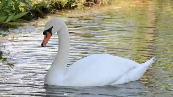 Cisnes blancos en el agua — Vídeo de stock