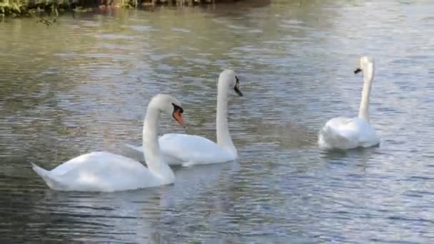 Cisnes blancos en el agua — Vídeos de Stock