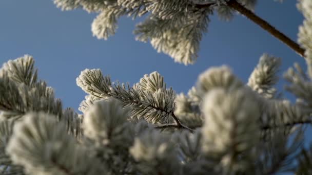 Ramas de pino en la nieve en un día de invierno — Vídeos de Stock