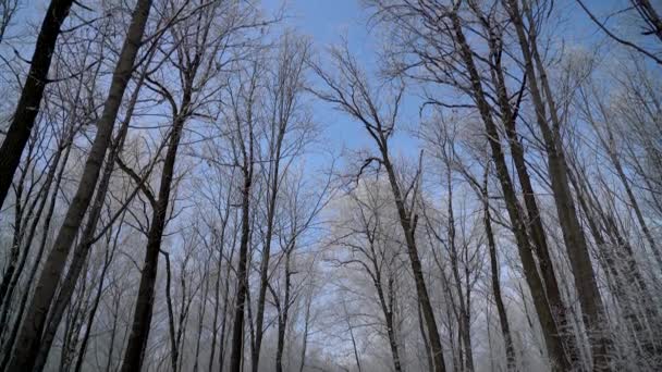 Zimní studený les v zimním dni — Stock video