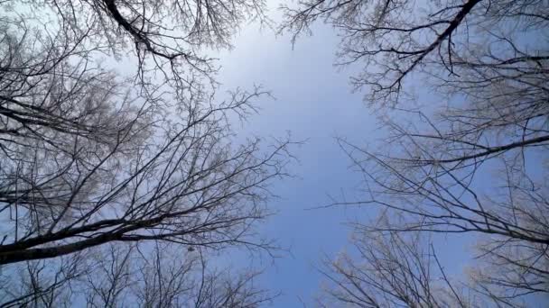 Rotation of winter tree trunks from the bottom — Stock Video