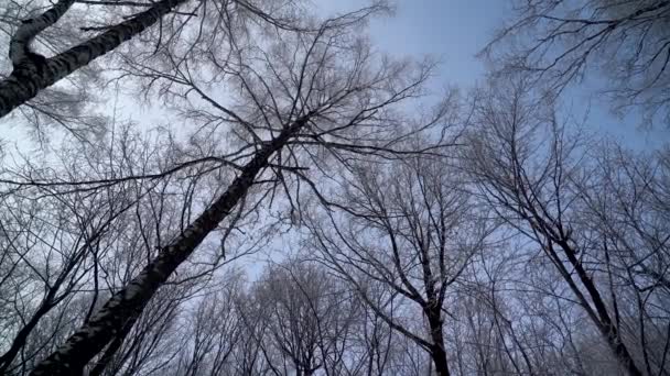 Rotation des troncs d'hiver dans la forêt — Video