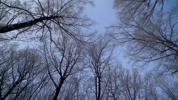 Обертання зимових стовбурів у блакитному небі — стокове відео