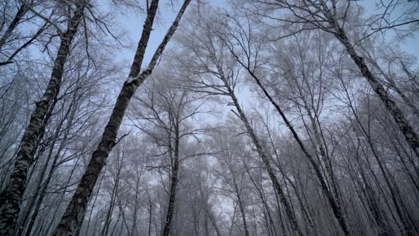 Zimní tichý les v zimním dni — Stock video