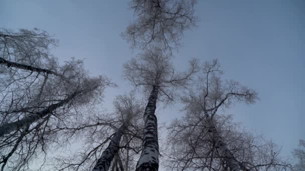 Ze stromu padá sníh — Stock video