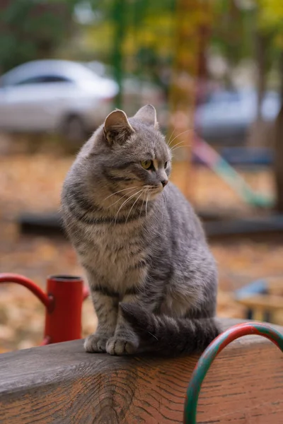 Sitting Cat Looks Sits Playground Daytime — Stock Photo, Image