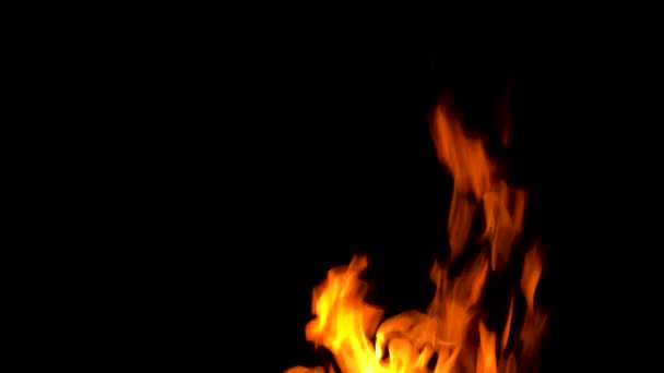 The fire burns and blazes on a black background — Stock Video