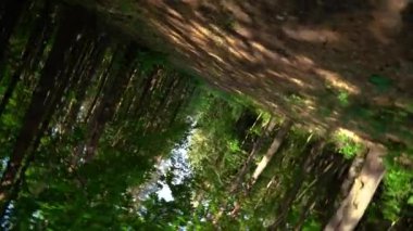 Bir yaz gününde çam ağaçları dönüyor.