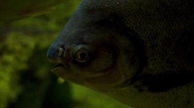 Avcı, tehlikeli Amazon piranası. Yaklaş.