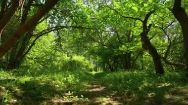 Yaz günü yeşil ağaçların arasında yürü