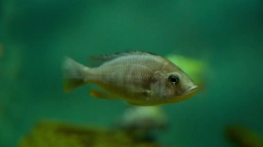 Akvaryumda balıklar su altında yüzer.