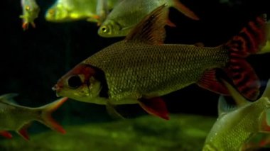 Nehirde balıklar yakın çekim yapıyor.