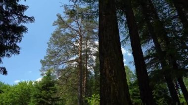 Bir yaz gününde ormandaki yeşil ağaçlar