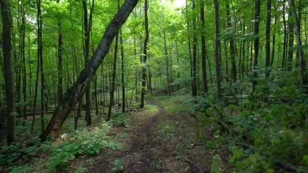 Зеленые деревья в лесу в летний день — стоковое видео