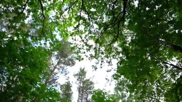 Mira el follaje verde en un día de verano — Vídeo de stock