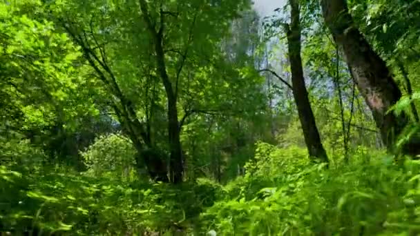 Прогулка в зеленом лесу в летний день — стоковое видео