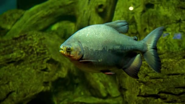 食肉河红腹亚马逊食人鱼 — 图库视频影像