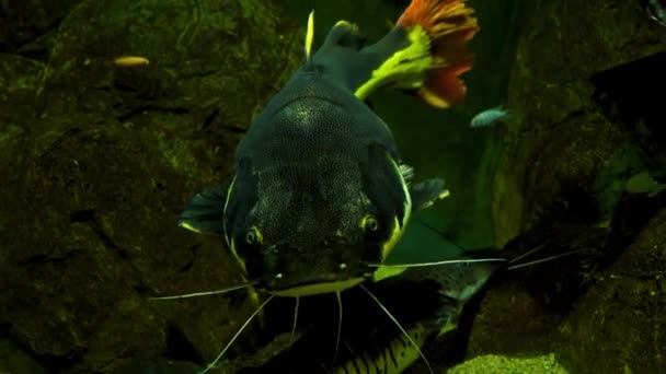 Piranha amazonien dangereux prédateur de près — Video