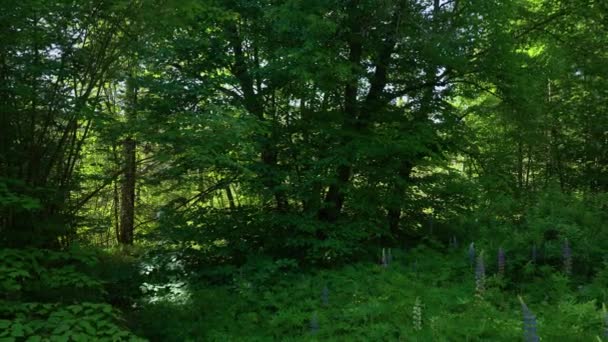 Прогулка по лесу в летний день — стоковое видео